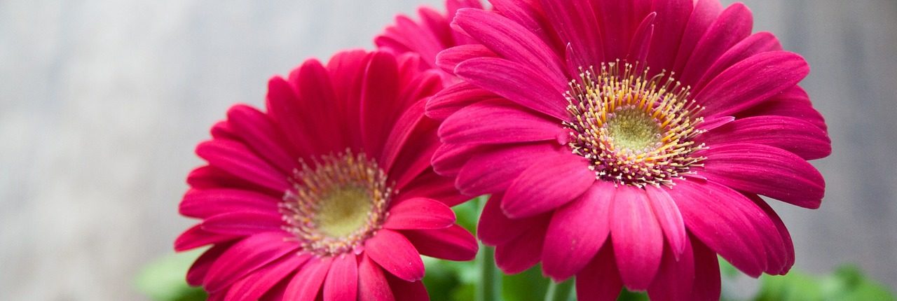 Gerbera