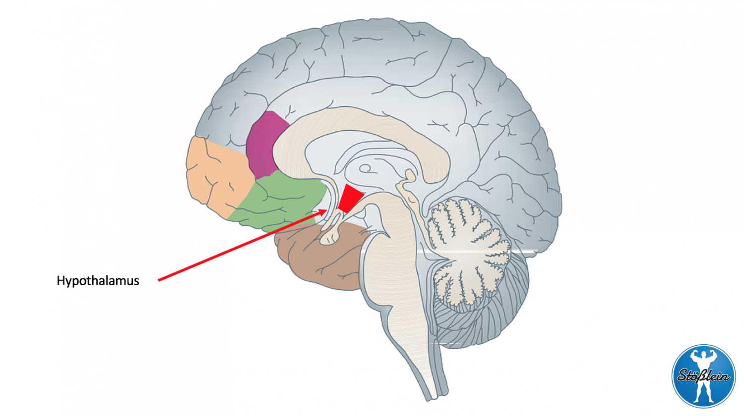 Гипоталамус на картинке